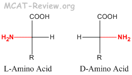 L and D amino acid configuration
