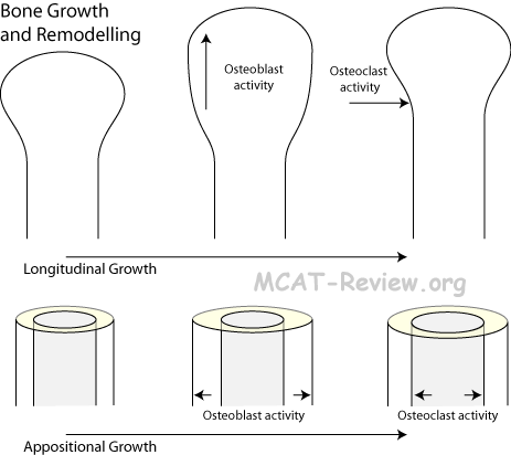 bone growth and remodelling