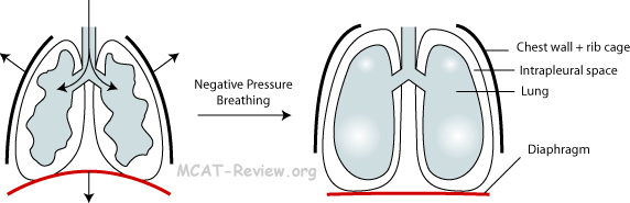 diagram of the lungs showing negative pressure breathing mechanism