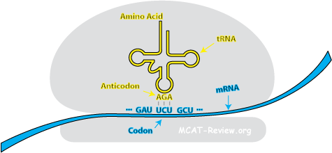 codon-anticodon interaction