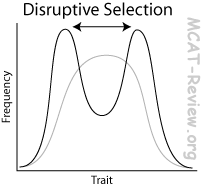 disruptive selection