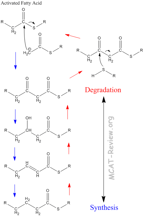 fatty acid synthesis and degradation