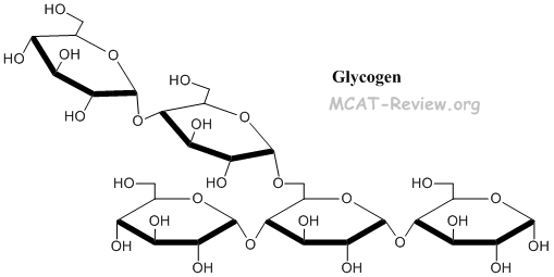glycogen molecule