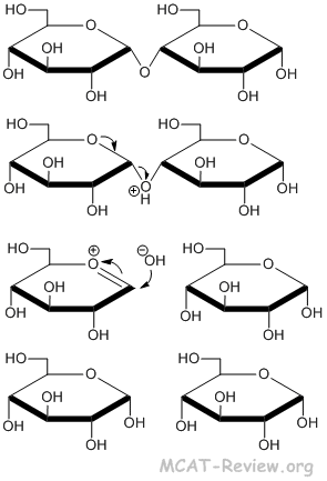 glycoside hydrolysis