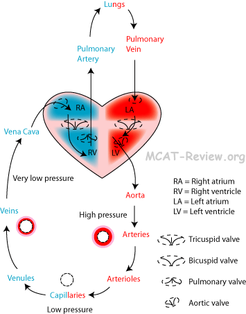 systemic and pulmonary circulation through the heart