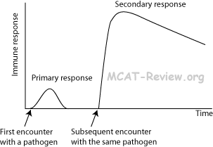 primary and secondary immune response