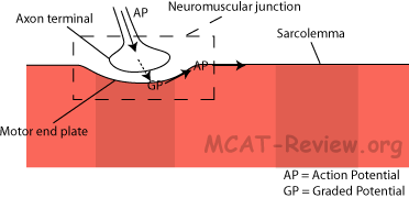 neuromuscular junction showing axon terminal and motor end plate