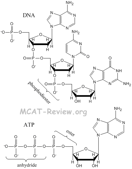 phosphoric acid esters in biological molecules DNA and ATP