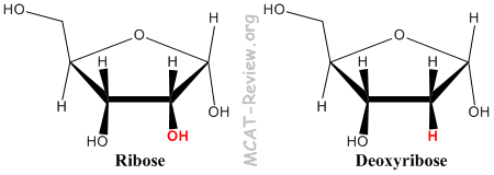 nucleic acid sugars, ribose and deoxyribose