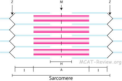 sarcomere structure