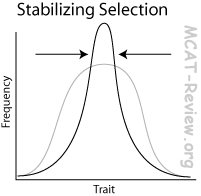 stabilizing selection