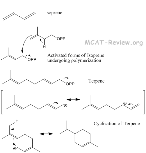 from isoprene to terpene, from terpene to self-cyclization