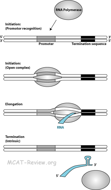 transcription mechanism
