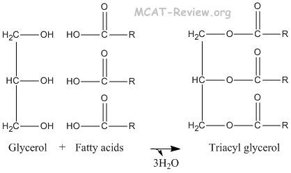 triacyl glycerol synthesis from glycerol and fatty acids