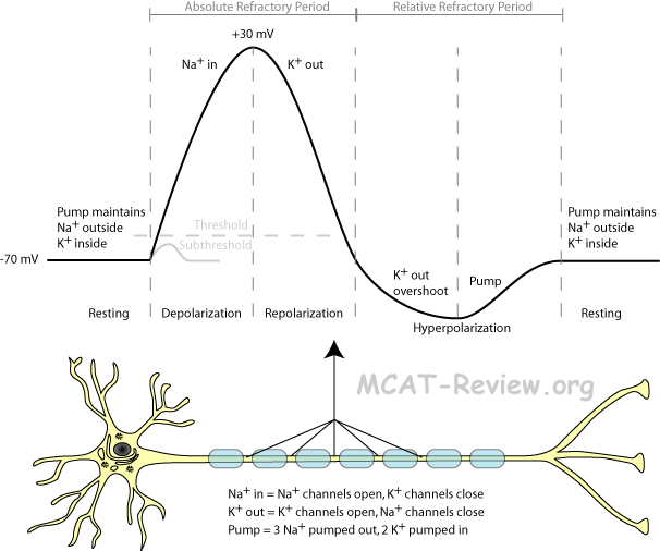 action potential mechanism