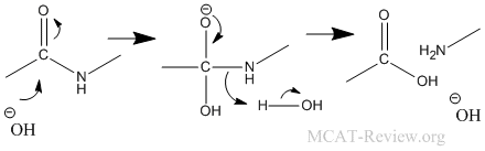 amide hydrolysis