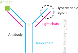 antibody molecule