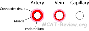 comparison of blood vessels