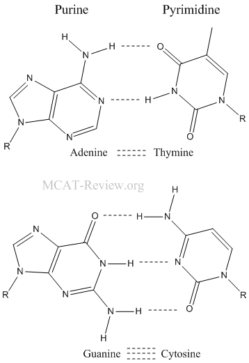 base pair