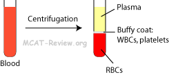 blood composition and components