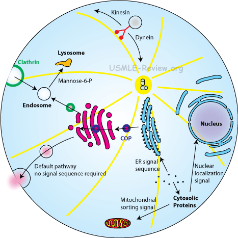 The Eukaryotic Cell