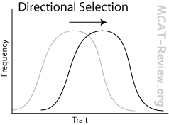 directional selection