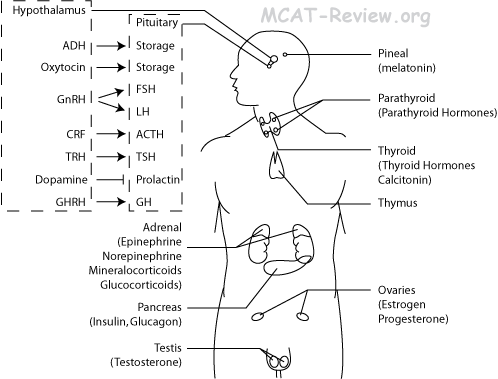 endocrine system