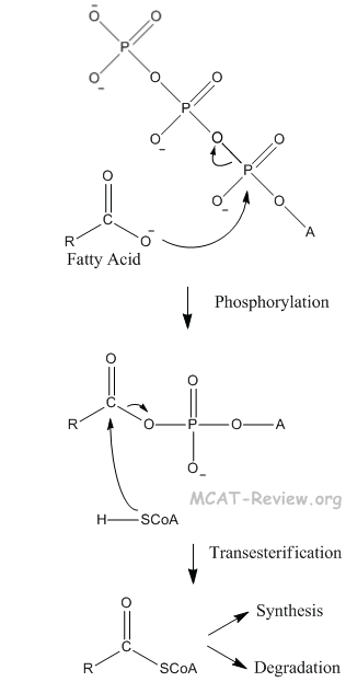 fatty acid activation