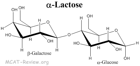 lactose molecule