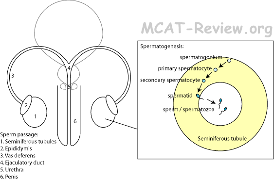 male genitalia structure and spermatogenesis