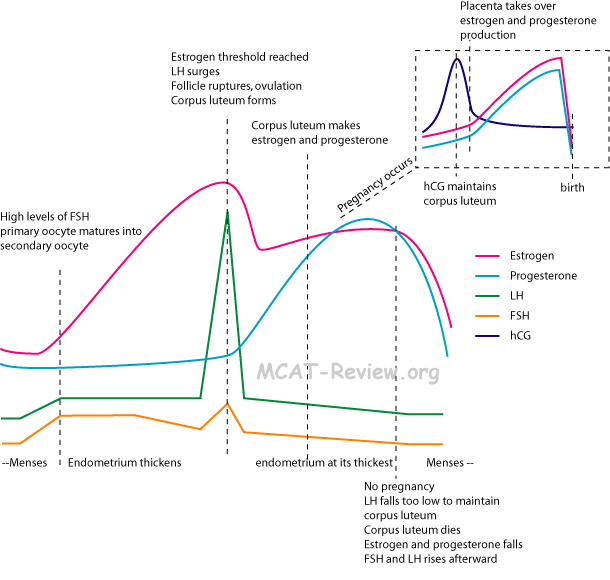 menstrual cycle hormones