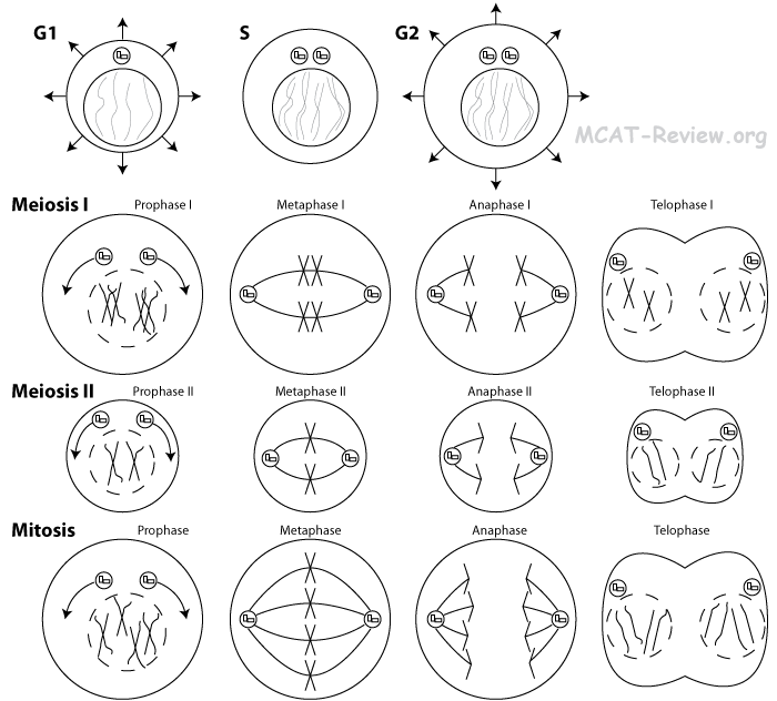 mitosis and meiosis