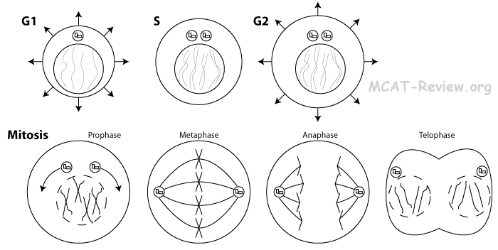 mitosis