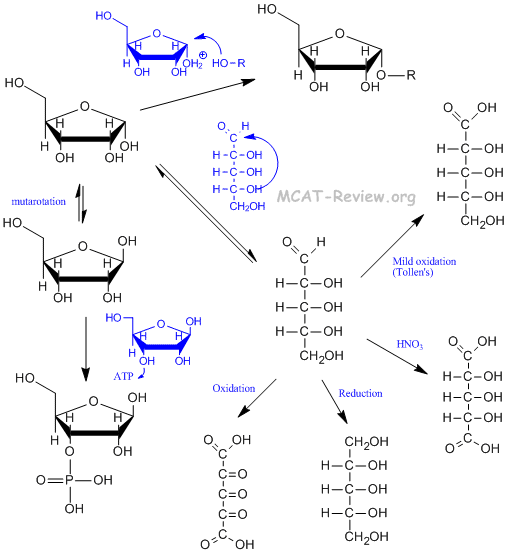 reactions of monosaccharides