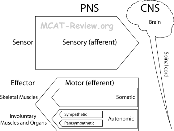 nervous system organization