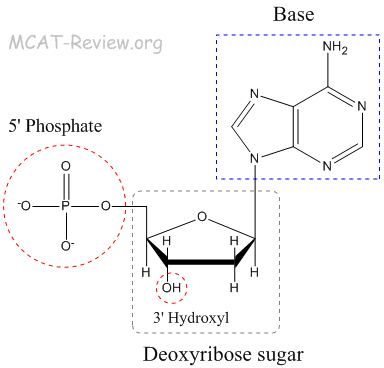 nucleotide