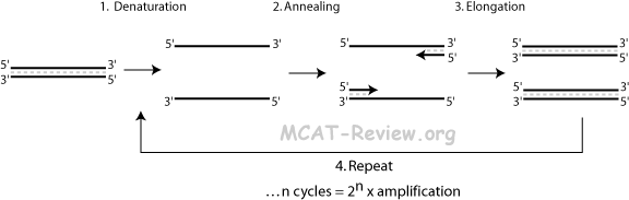 pcr