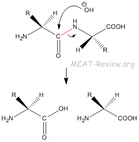 hydrolysis of the peptide bond