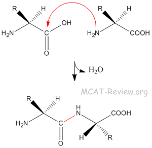 peptide bond