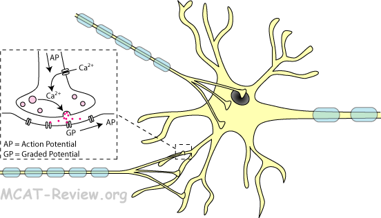 neurotransmitter release at synapse