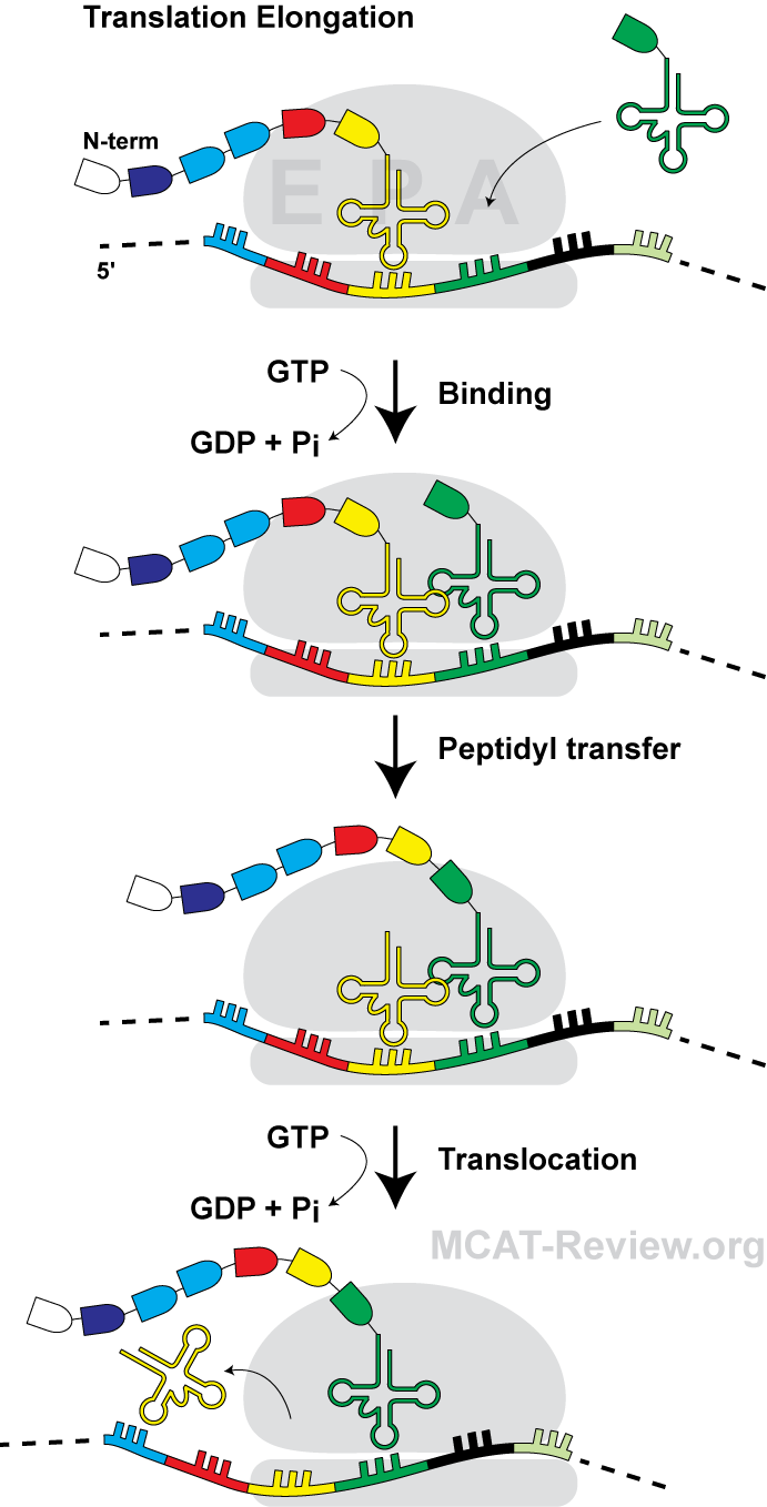 translation elongation