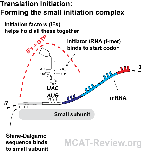 translation initiation - small complex