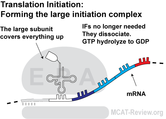 translation initiation - large complex